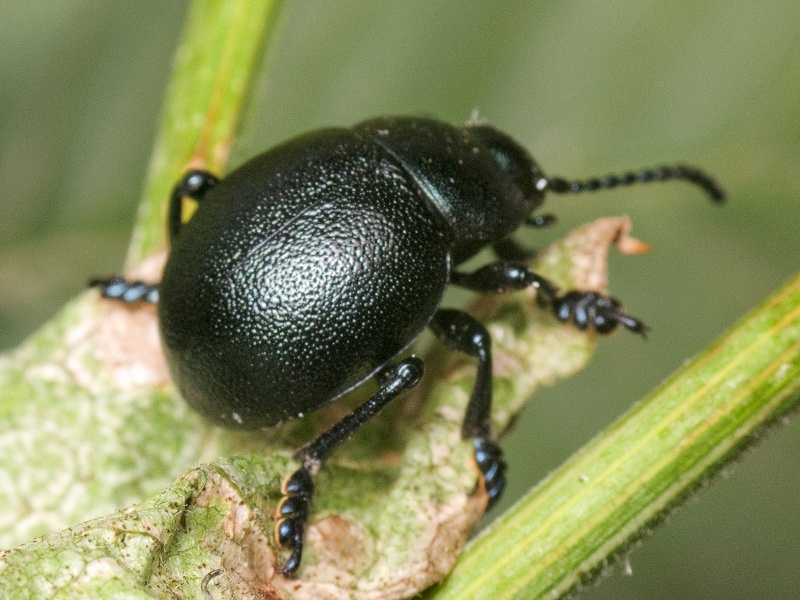 Timarcha goettingensis (Linnaeus, 1758)